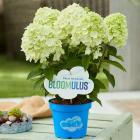 Hortensie 'Fluffa' - 113167000000 - 1 - 140px