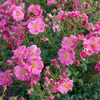 Rose Bienenweide - 113168500000 - 1 - 140px