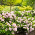 Blumenbuchs Pink - 113984300000 - 1 - 140px