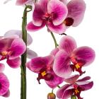 Orchidee fuchsia Real Touch - 114005900000 - 1 - 140px