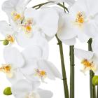 Orchidee weiß in Silberschale - 114006000000 - 1 - 140px