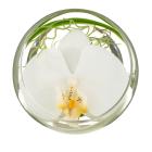 Weiße Orchidee im Glas - 114006600000 - 1 - 140px
