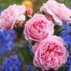 Parfuma Rose Marie Henriette - 114084400000 - 1 - 140px