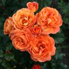 Beetrose Phoenix - 114084600000 - 1 - 140px