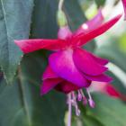 3er Set Fuchsia Nostalgie - 114144000000 - 2 - 140px