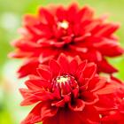 Dahlia dunkellaubig - 114144200000 - 1 - 140px