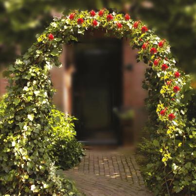 Rosen Pergola 240x140cm