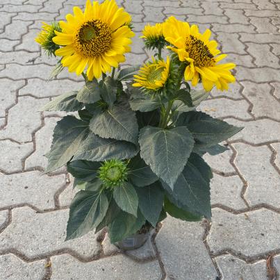 Winterharte Sonnenblume