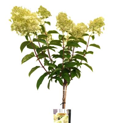 Rispenhortensie "Bee Happy"