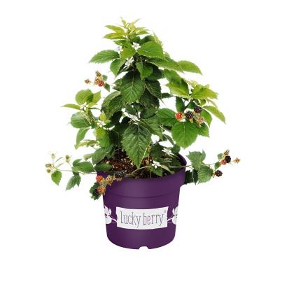 Brombeere "Lucky Berry"
