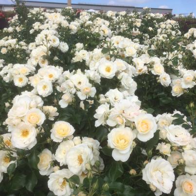 Rosen-Trio mit Farbenpracht