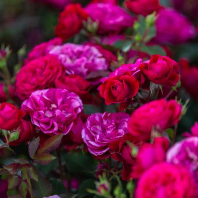 Rosen Die unschlagbaren Drei