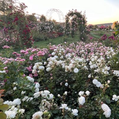 Strauchrosen 3er Set