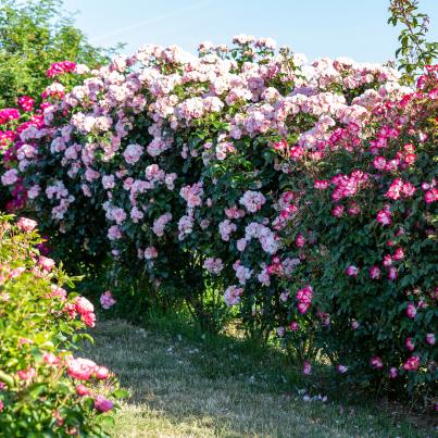 Strauchrosen Nachbarsblick
