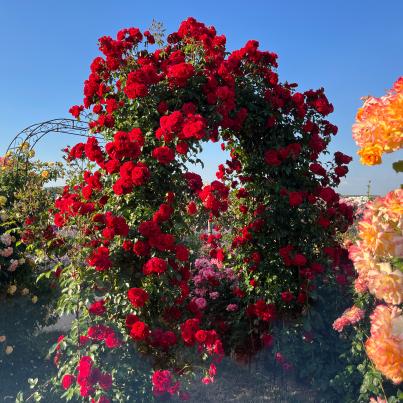 Kletterrose 2er Set gelb/rot