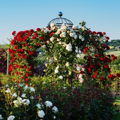 Kletterrose 2er Set rosa/rot