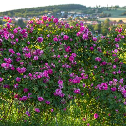 Rosen Vergessener Garten 2tlg.