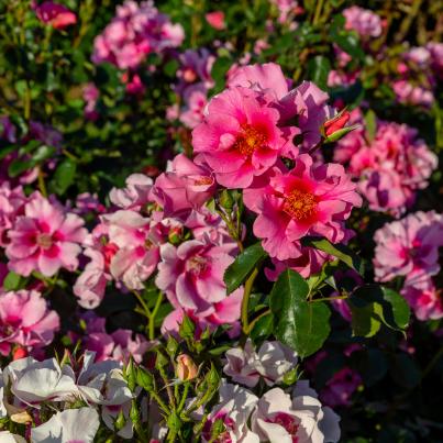 Rosen Auge des Orients 3tlg.