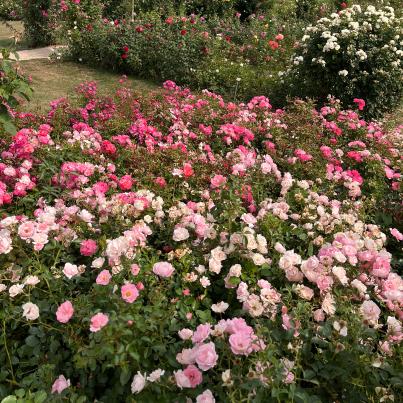 Kleinstrauch-Rosen mit ADR