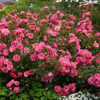 Rosen Fairy Super Set 4tlg.