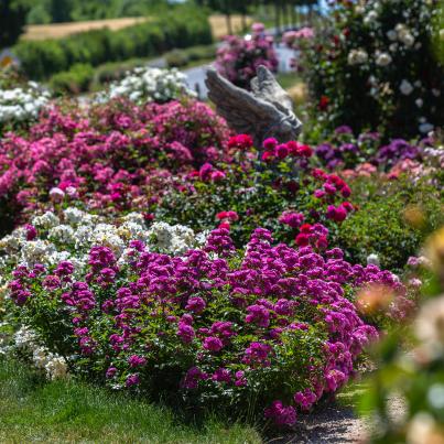 Rosen Klein aber Fein 3tlg.