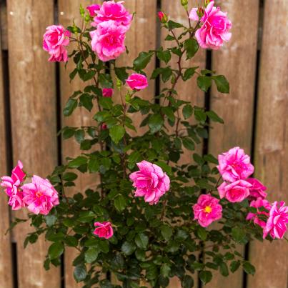 Strauchrose Lancelot