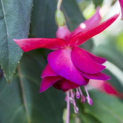 3er Set Fuchsia Nostalgie