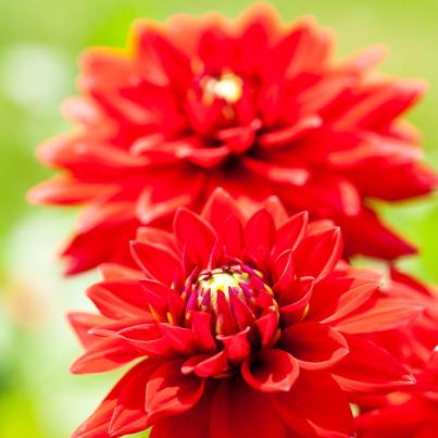 Dahlia dunkellaubig