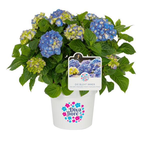 Bauernhortensie'Diva  Fiore' - 112921100000 - 2 - 588px
