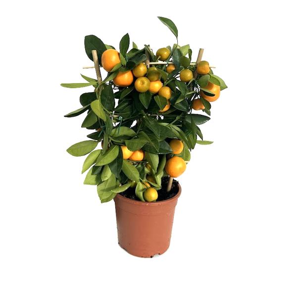 Zitrus Mix Spalier T15 40cm - 112921900000 - 2 - 588px