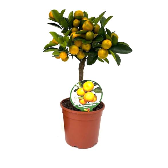 Zitrus Mix Stamm T15 40cm - 112922000000 - 2 - 588px