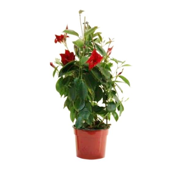 Dipladenia T17 - 112997600000 - 2 - 588px