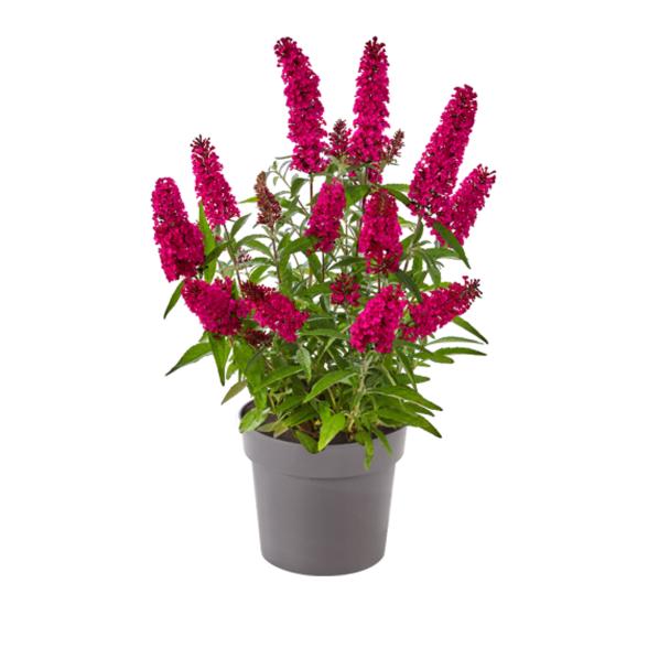 Summer Kids rot "Sophie" - 112997900000 - 2 - 588px