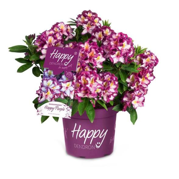 Rhodo Happydendron - 112998100000 - 2 - 588px