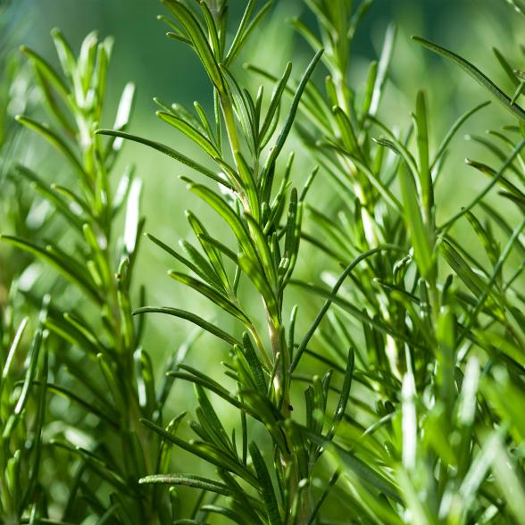 Gewürzpflanzenset BBQ 6er - 112998500000 - 2 - 588px