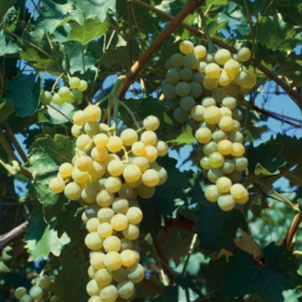 Weinrebe Polo - 113090700000 - 2 - 588px