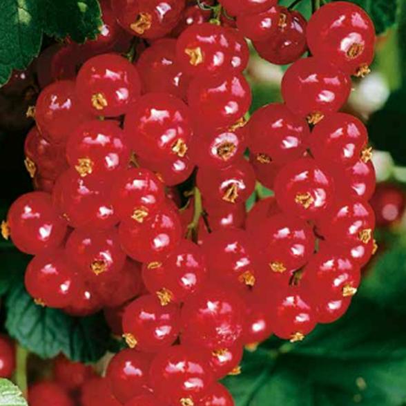 Johannisbeere rot - 113091100000 - 2 - 588px