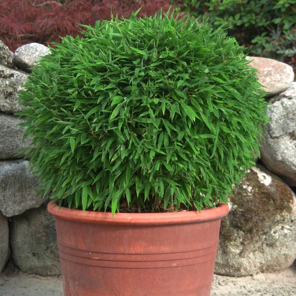 Bambus "Moontears" (S) - 113091500000 - 2 - 588px