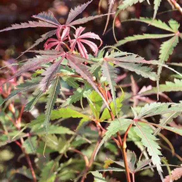 Fächerahorn "Jerre Schwartz" P19 - 113091800000 - 2 - 588px