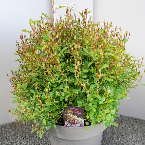 Lilly Rose Kleinstrauchrose - 113166900000 - 2 - 588px