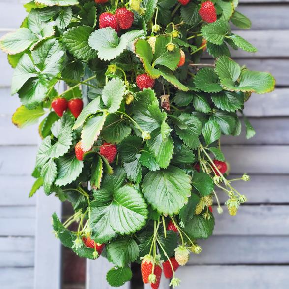 Pflanzbeutel Erdbeere "Ostara" - 113167700000 - 2 - 588px