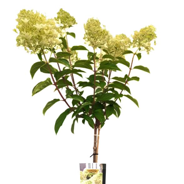 Rispenhortensie "Bee Happy" - 113237700000 - 2 - 588px