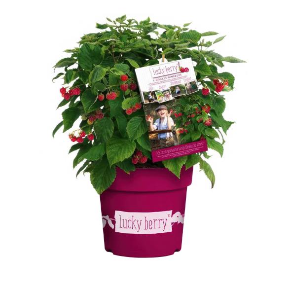 Himbeere "Lucky Berry" - 113237900000 - 2 - 588px