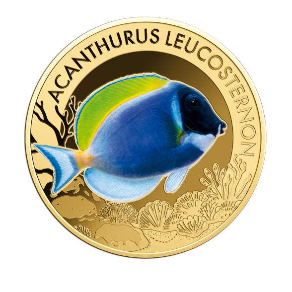 10er Set "The Most Interesting Coral Fish" - 113486300000 - 2 - 588px