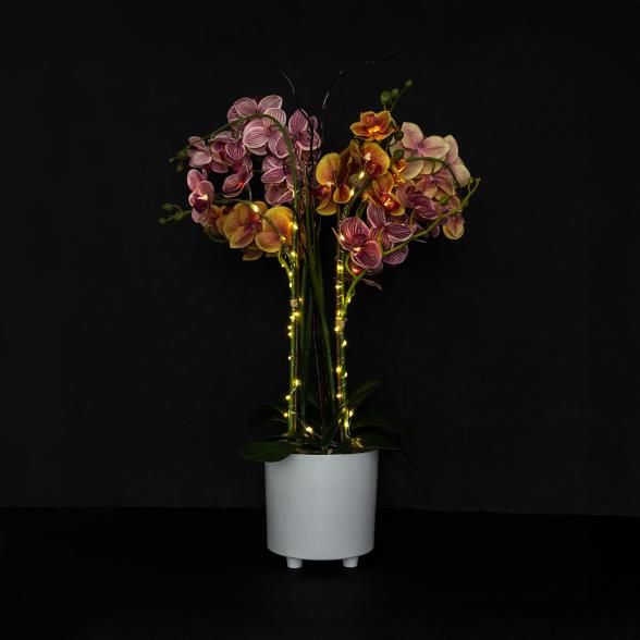 XXL-Orchideen Arrangement 68cm beleuchtet - 113635700000 - 2 - 588px