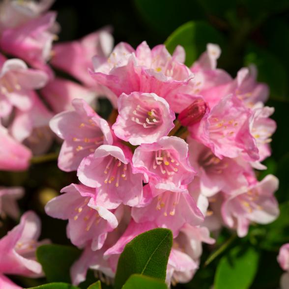 Blumenbuchs Magenta - 113984200000 - 2 - 588px