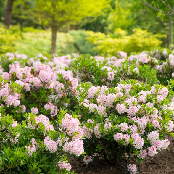 Blumenbuchs Pink - 113984300000 - 2 - 588px