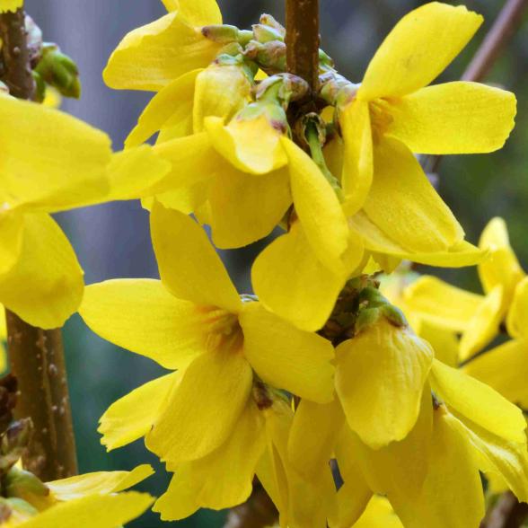 Goldglöckchen Goldrausch - 113984500000 - 2 - 588px