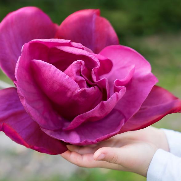 Magnolienstamm 60cm - 113984600000 - 2 - 588px