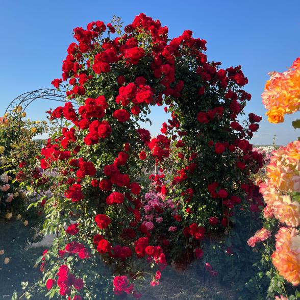 Kletterrose 2er Set gelb/rot - 113994200000 - 2 - 588px